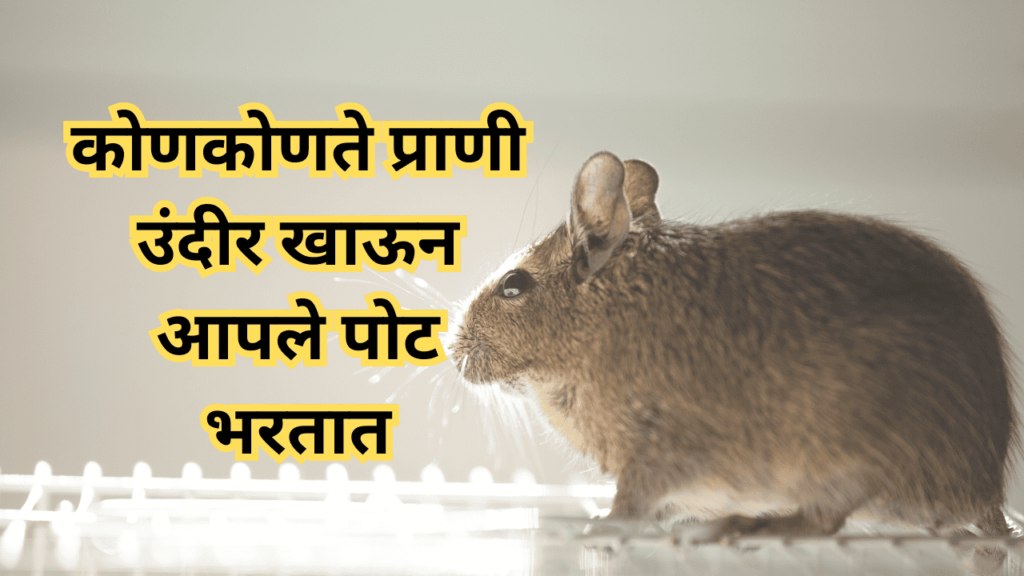 कोणकोणते प्राणी उंदीर खातात कोणकोणते प्राणी उंदीर खातात