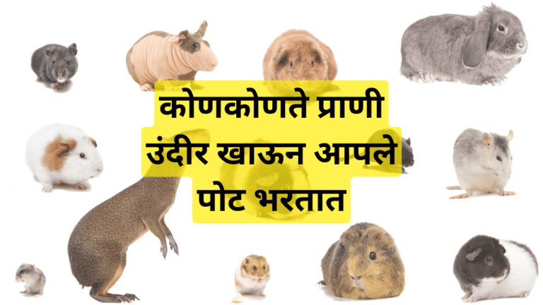 कोणकोणते प्राणी उंदीर खाऊन आपले पोट भरतात