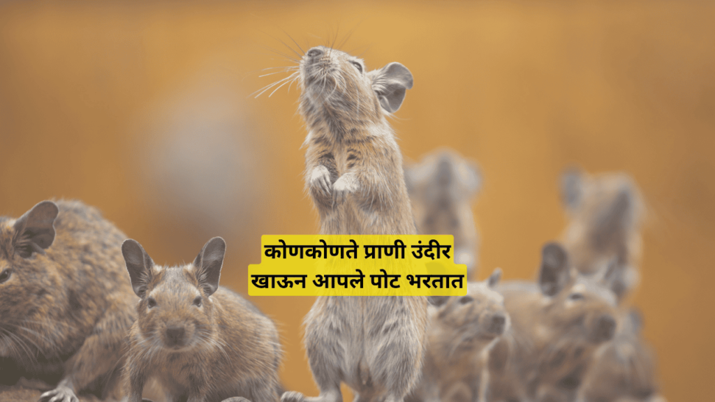 कोणकोणते प्राणी उंदीर खाऊन आपले पोट भरतात कोणकोणते प्राणी उंदीर खाऊन आपले पोट भरतात