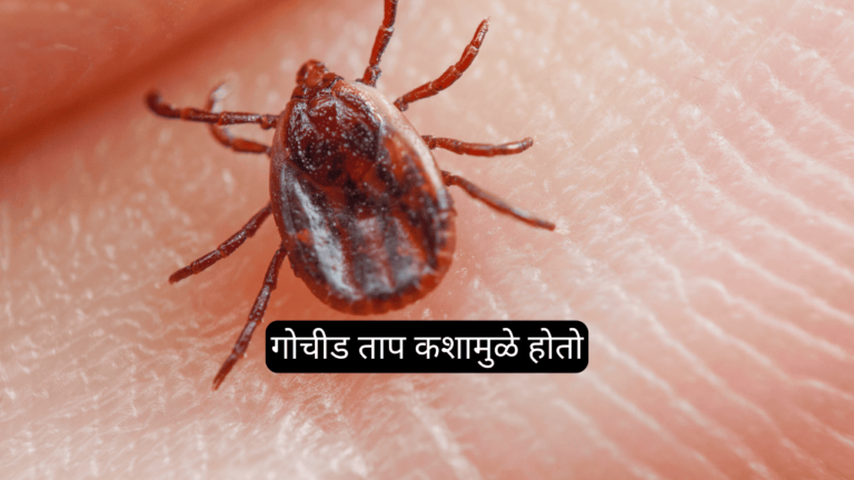 गोचीड ताप कशामुळे होतो